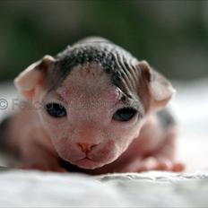 Sphynx Phil collins