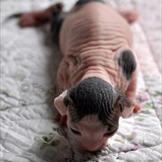 Sphynx Phil collins