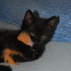 Blanding af racer Mokaî 