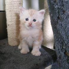 Maine Coon Ezio