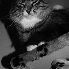 Norsk Skovkat DK Dreaming Stars Amazing Duchess