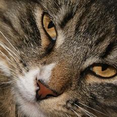 Norsk Skovkat DK Dreaming Stars Amazing Duchess