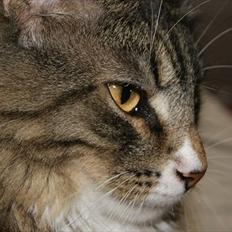 Norsk Skovkat DK Dreaming Stars Amazing Duchess