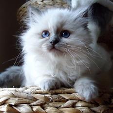 Hellig Birma Chicabee Ullie