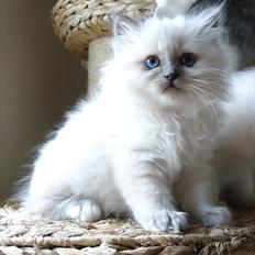 Hellig Birma Chicabee Ullie