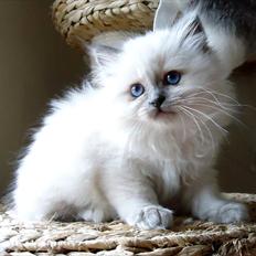 Hellig Birma Chicabee Ullie