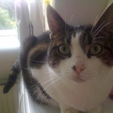 Blanding af racer Kashmir *R.I.P min engel* <3