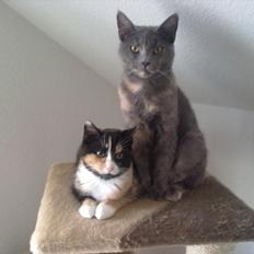 Blanding af racer Prinsesse Bell