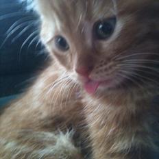 Blanding af racer Max