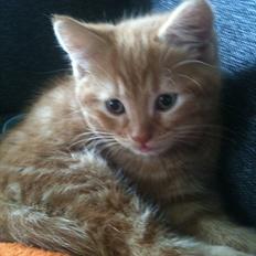 Blanding af racer Max