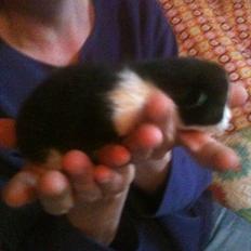 Blanding af racer Pluto