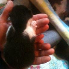 Blanding af racer Pluto