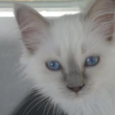 Hellig Birma shirley