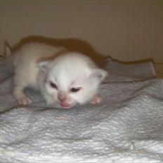 Hellig Birma shirley