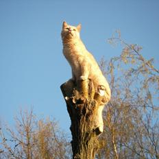 Huskat Boomer