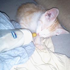 Maine Coon Junior Garfield