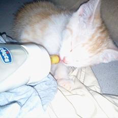 Maine Coon Junior Garfield