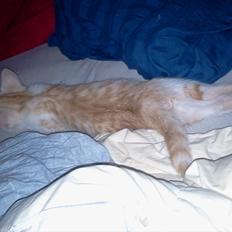 Maine Coon Junior Garfield