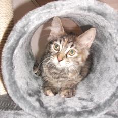 Blanding af racer Martha 