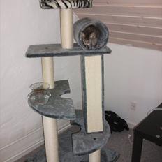 Blanding af racer Martha 