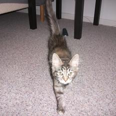 Blanding af racer Martha 