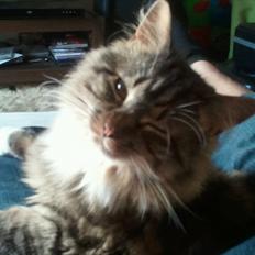 Blanding af racer Basse