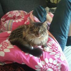 Blanding af racer Basse