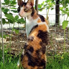 Cornish Rex Kaomi's Amira