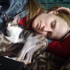 Cornish Rex Kaomi's Amira