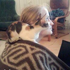 Cornish Rex Kaomi's Amira