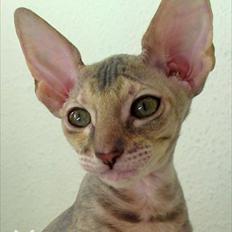 Cornish Rex Biccibonny's Deena of Beniac
