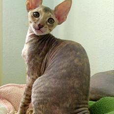Cornish Rex Biccibonny's Deena of Beniac