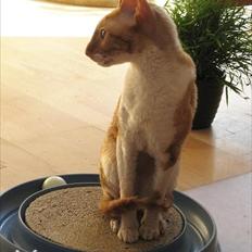 Cornish Rex Anna Bell af Tokkeløkkehus DK