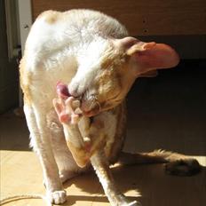 Cornish Rex Anna Bell af Tokkeløkkehus DK