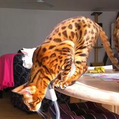 Bengal Blame it on the Boogie