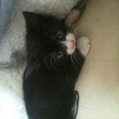 Huskat Silke ( R.I.P ) 