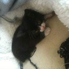 Huskat Silke ( R.I.P ) 