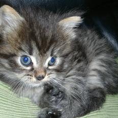 Blanding af racer pixie "SOLGT"