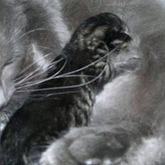 Blanding af racer pixie "SOLGT"