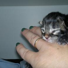 Blanding af racer pixie "SOLGT"