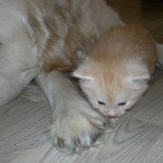 Blanding af racer buller