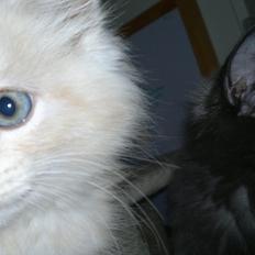 Blanding af racer buller