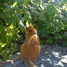 Huskat Mullerbjørn.. {min engel:*