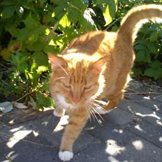 Huskat Mullerbjørn.. {min engel:*