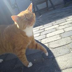 Huskat Mullerbjørn.. {min engel:*