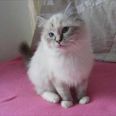 Ragdoll DK Wrensted Lærke