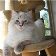 Ragdoll DK Wrensted Lærke