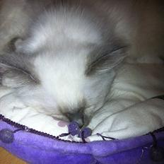 Hellig Birma DK Pumelles Armani