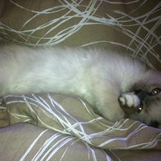 Hellig Birma DK Pumelles Armani