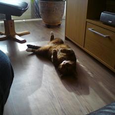 Blanding af racer Tiger